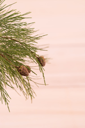 Pine tree branch with pinecones close-upの写真素材