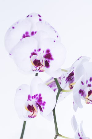 White Phalaenopsis orchids with purple splotches pattern close upの写真素材