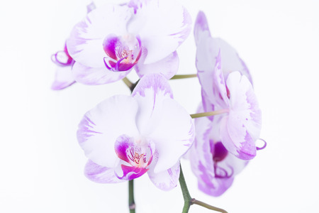 White and purple Phalaenopsis orchids close-upの写真素材