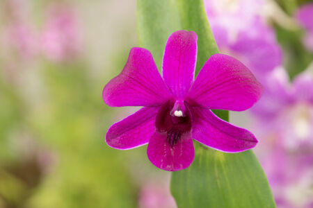 Purple dendrobium orchid with green leaves close-upの写真素材