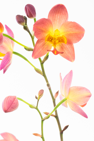 Red orange Philippine ground orchids over white backgroundの写真素材