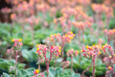 Orange yellow succulent Echeveria  flowers in the garden