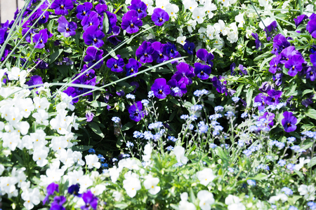 Pansy flowers in the gardenの写真素材