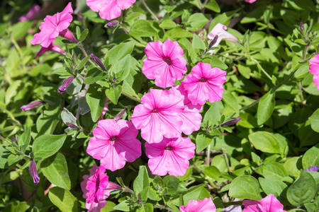 Pink Morning Glory flowers in the gardenの写真素材
