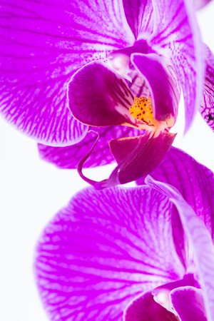White and Purple Phalaenopsis Orchids extreme closeupの写真素材