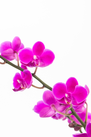 Small purple Moth orchids close up over white backgroundの写真素材