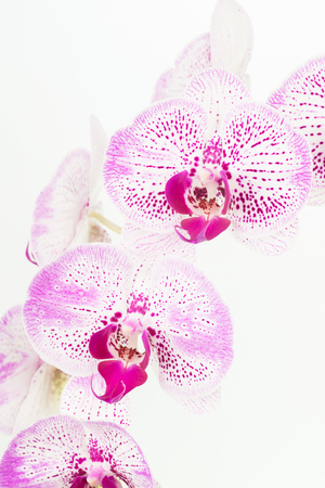 Purple and white Moth orchids close up over white backgroundの写真素材