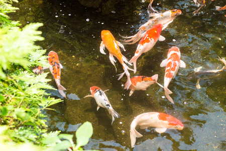 Koi fish in a pond on a sunny dayの写真素材