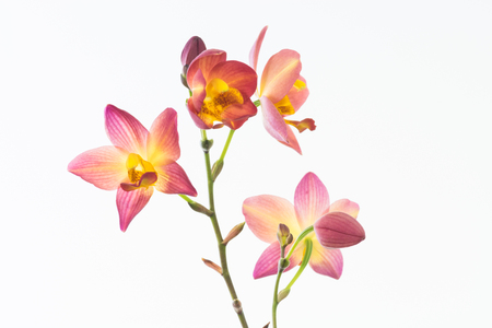 Red orange Spathoglottis Plicata orchids over white backgroundの写真素材
