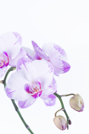 White and Purple Phalaenopsis orchids and budsの写真素材