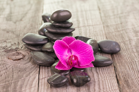 Phalaenopsis orchid and black stonesの写真素材