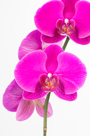 Purple Phalaenopsis orchids close up over white backgroundの写真素材