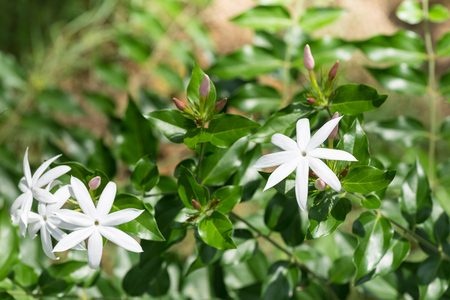 Jasmine flowers and pink buds close upの写真素材