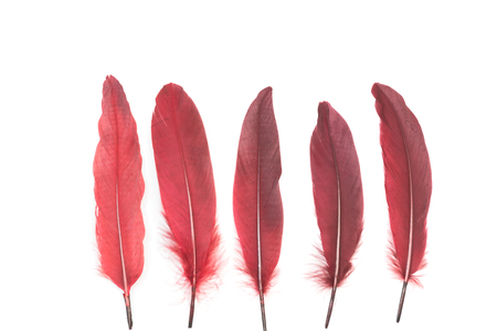 Burgundy red feathers on a white backgroundの写真素材