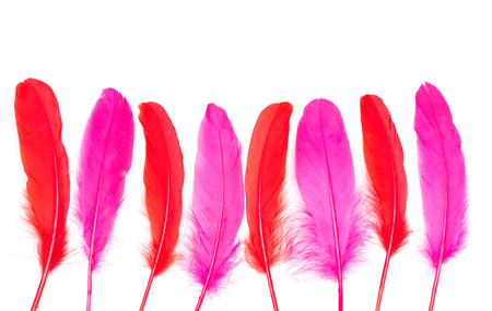 Dark pink and chilli red feathers on a white backgroundの写真素材