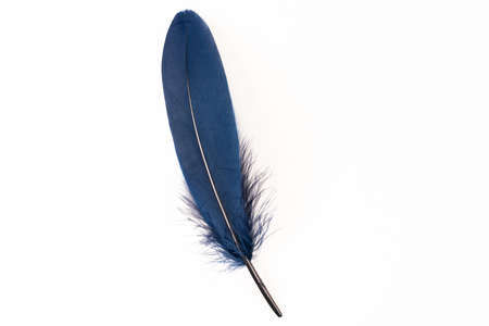 Dark blue feather on white backgroundの写真素材