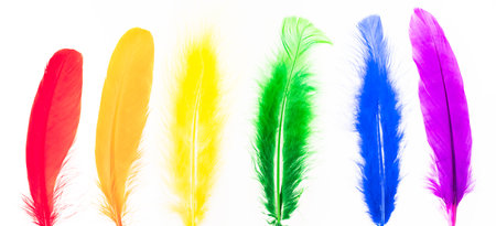 Feathers in LGBT rainbow colorsの写真素材