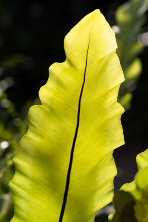Single bird's nest fern leaf close up in the sunlightの写真素材