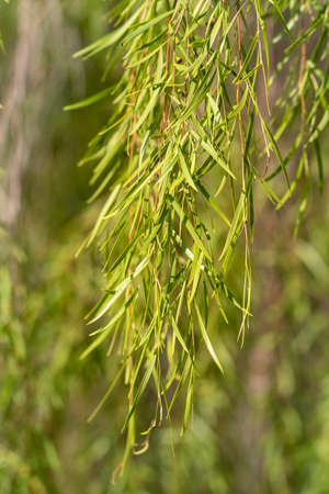 Weeping Willow tree branches in the sunlightの写真素材