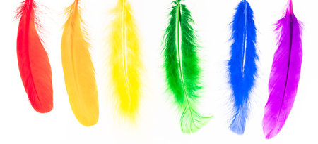 Feathers in LGBT rainbow colorsの写真素材