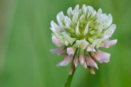 White Clover flowerの写真素材