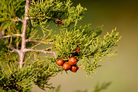 Wild cone-less pine nuts under a small twig on soft green or khaki background  Green, brown are the...