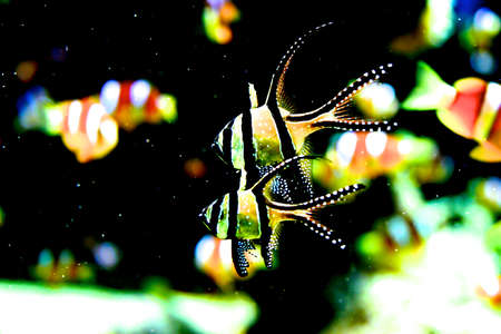 Scalar fish  Pterophyllum  lives in Orinoco and Amazon rivers の写真素材