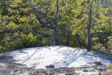Vegetation of the sand dunes at Assateague State Park, Berlin, Maryland. Scrub pine (Pinus virginiana) and sand heather (Hudsonia tomentosa) dominate this arid habitat that is frequently disturbed by storms, wind and fire.の写真素材