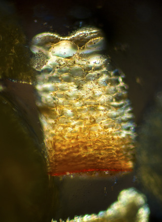 Polarizing micrograph of a section from a ghost pepper, or bhut jolokia, a Capsicum hybrid, an exceptionally hot chili pepper from India. Taken at 40x.の写真素材