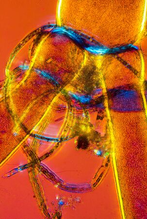 Abstract polarizing micrograph of marine algae from a beach on the coast of Long Island Sound, in Niantic, Connecticut. A lacy, filamentous algae is wrapped around branches of a larger species.の写真素材