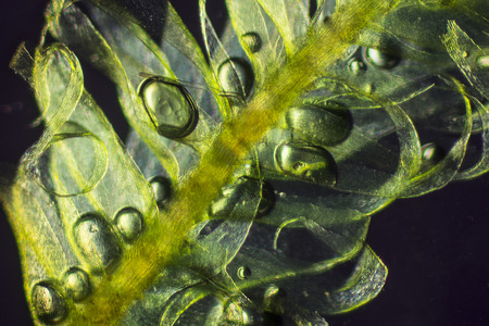 Photomicrograph of moss branch with leaves. Scientific name: Drepanocladus uncinatus. A bryophyte member of the class Musci. This is the gametophyte phase so it is haploid monoploid. The leaves are photosynthetic and are very good at recovering from beingの写真素材