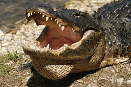 American alligator on the Anhinga Trail Everglades National Park Florida. Evaporation from the mouth of this big reptile helps keep it cool. The scientific name is Alligator mississippiensis.の写真素材