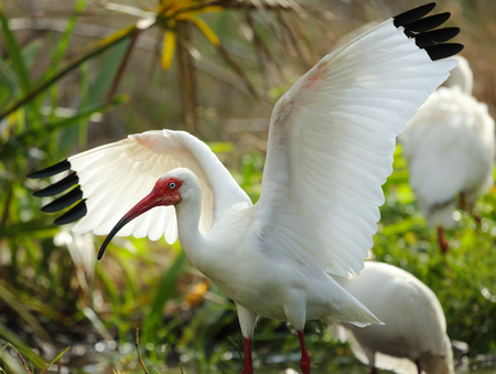 White ibis with wings outstretched in a freshwater pool at Fort De Soto State Park in St. Petersburg Florida. Scientific name is Eudocimus albus.の写真素材