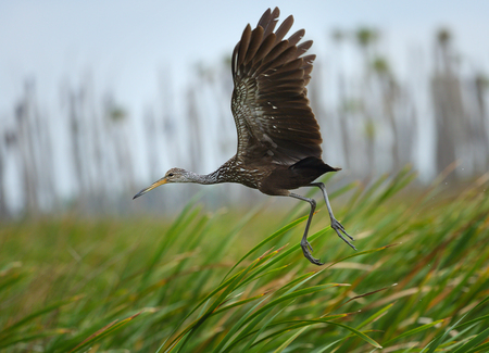 Limpkin taking off in a cattail marsh at Orlando Wetlands Park in Christmas Florida. The bird is in flight with wings high. Scientific name is Aramus guarauna.の写真素材