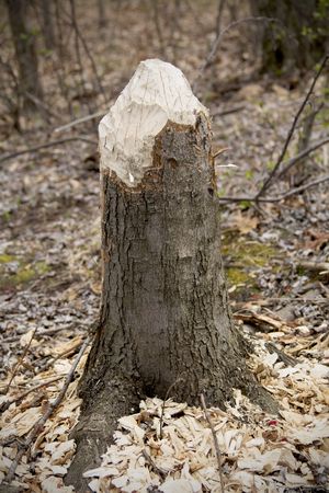 Stump carved by a beaver in Shenipsit State ForestSomersConnecticut in early spring.の写真素材