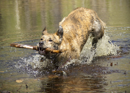Catahoula leopard dog retrieving a stick from a vernal pond jumping and splashing as it runs toward the camera.の写真素材