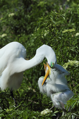 Baby egret in Florida demanding attention by grabbing the beak of its mother in its bill coaxing her to regurgitate a meal. Ardea alba.の写真素材