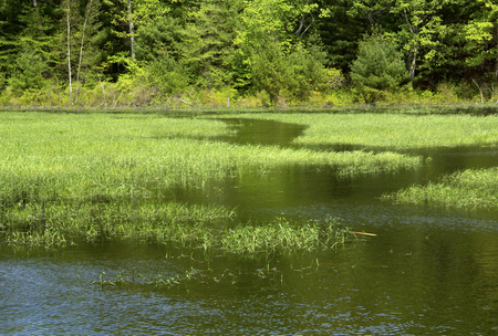 Water trail in the marsh grasses with woods in Gay City State Park Hebron Connecticut.の写真素材