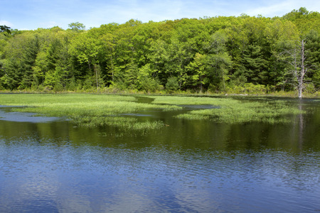 Water trail in the marsh grasses with woods and open water in Gay City State Park Hebron Connecticut.の写真素材
