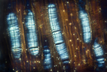 Abstract polarization micrograph of mum flower parts at 100x. The long strings are likely pollen...