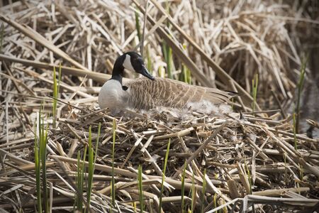 Canada goose sitting on a nest with eggs body in profile with her head turned in a marsh at Great Meadows National Wildlife Refuge in Concord Massachusetts. Scientific name is Branta canadensis.の写真素材