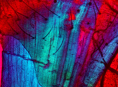 Abstract, polarizing, colorful micrograph of moth parts, including muscle, bristles and carapace....