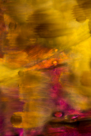 Abstract,polarizing micrograph of moth parts and scales. Browns, purples and yellows predominate. Taken at 100x.の写真素材
