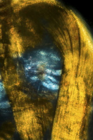 Abstract, polarizing micrograph showing muscle tissue from an earthworm. Taken at 100x.の写真素材