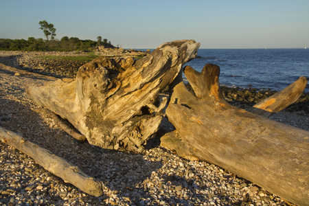 Driftwood logs, stones and glacial boulders on the curved beach at sunset, Meigs Point, Hammonasset State Park, Connecticut, on Long Island Sound of the Atlantic Ocean.の写真素材