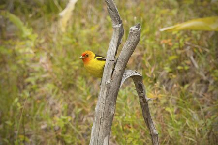 Western tanager, Piranga ludoviciana, on small dead tree along shore of Jackson Lake, Grand Teton National Park, Jackson Hole, Wyoming.の写真素材