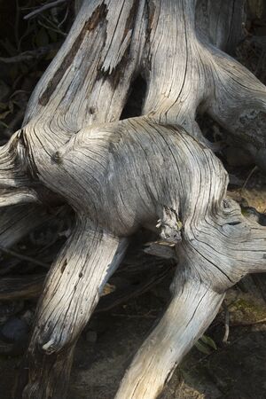 Abstract forms of weathered, bleached, dead tree roots on shore of Jenny Lake, Jackson Hole, Wyoming.の写真素材