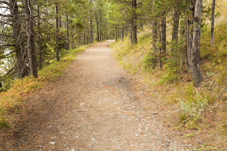 Western tananger along gravel trail, shore of Jackson Lake, Grand Teton National Park, Jackson Hole, Wyoming.の写真素材