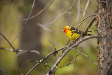 Western tanager, Piranga ludoviciana, in dead tree branches, looking aside, along shore of Jackson Lake, Grand Teton National Park, Jackson Hole, Wyoming.の写真素材