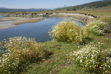 Winding course of the Buffalo Fork River near Moran, in northern Jackson Hole, Wyoming, with summer wildflowers along the riverbank.の写真素材